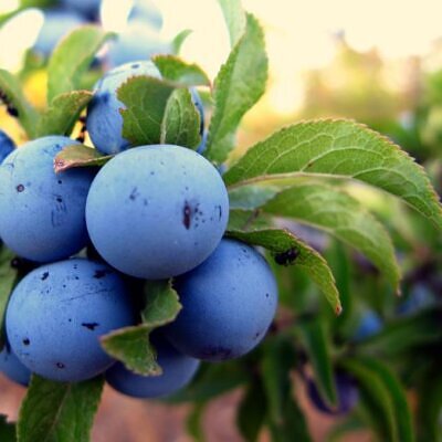 Prunus Spinosa - Abrunheiro, blackthorn, Wilplum, cereja selvagem