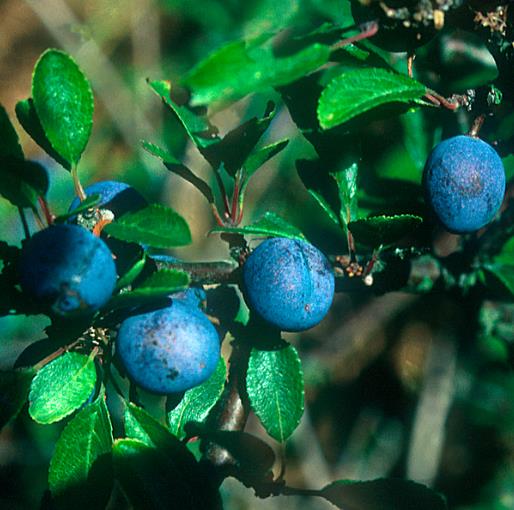 Prunus Spinosa - Abrunheiro, blackthorn, Wilplum, cereja selvagem - Imagem 3