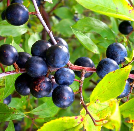 Prunus Spinosa - Abrunheiro, blackthorn, Wilplum, cereja selvagem - Imagem 5
