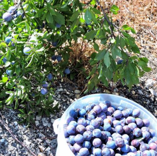 Prunus Spinosa - Abrunheiro, blackthorn, Wilplum, cereja selvagem - Imagem 6