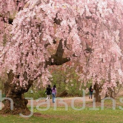 PRUNUS SUBHIRTELLA PENDULA - CEREJEIRA PENDENTE - WEEPING HIGAN CHERRY