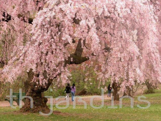 PRUNUS SUBHIRTELLA PENDULA - CEREJEIRA PENDENTE - WEEPING HIGAN CHERRY