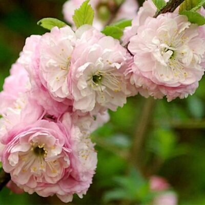 Prunus triloba - Cerejeira Floração de Amêndoa, Cereja Flor Dobrada de Amêndoa