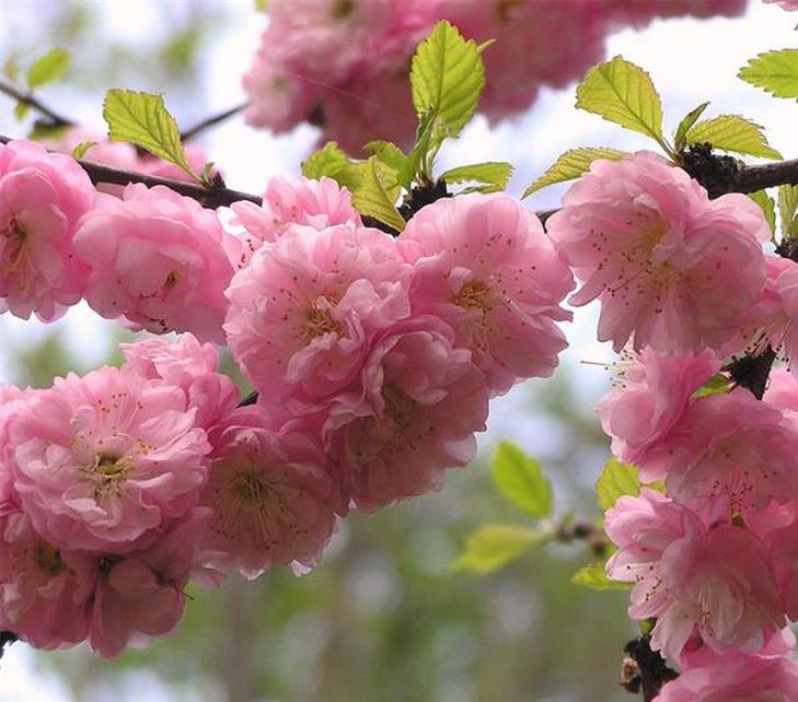 Prunus triloba - Cerejeira Floração de Amêndoa, Cereja Flor Dobrada de Amêndoa - Imagem 2