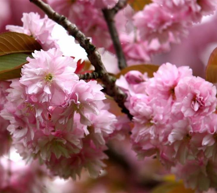 Prunus triloba - Cerejeira Floração de Amêndoa, Cereja Flor Dobrada de Amêndoa - Imagem 3