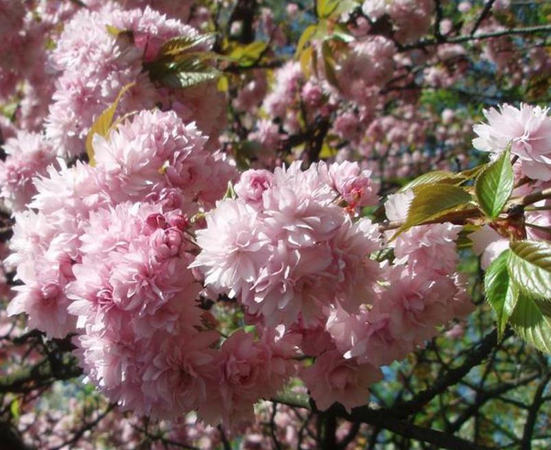 Prunus triloba - Cerejeira Floração de Amêndoa, Cereja Flor Dobrada de Amêndoa - Imagem 4