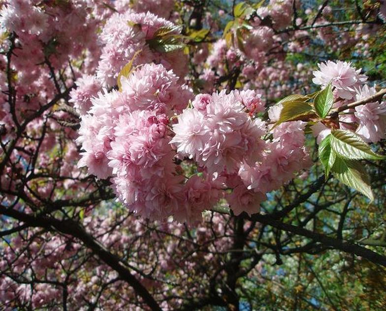 Prunus triloba - Cerejeira Floração de Amêndoa, Cereja Flor Dobrada de Amêndoa - Imagem 5