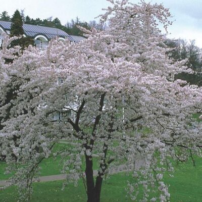 Prunus Yedoensis X - Cerejeira Ornamental, Cereja De Tóquio, Cerejeira Do Japão, Cereja Yoshino