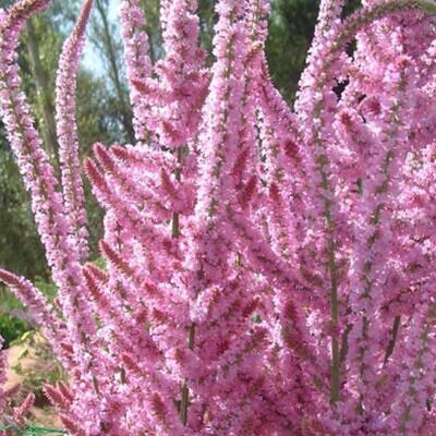 Psylliostachys suworowii Pink Pokers - Alecrim Do Pântano, Alecrim Pink Pokers, Lavanda Mar, Limonium Suworowii