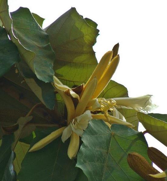 Pterospermum acerifolium - Árvore de karnikara, Árvore Bayur, Dinner Plate Tree - Imagem 2