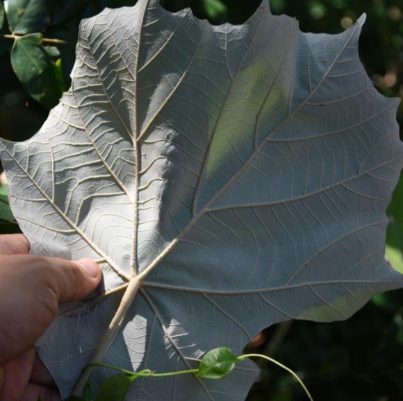 Pterospermum acerifolium - Árvore de karnikara, Árvore Bayur, Dinner Plate Tree - Imagem 4