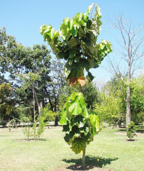 Pterospermum acerifolium - Árvore de karnikara, Árvore Bayur, Dinner Plate Tree - Imagem 6