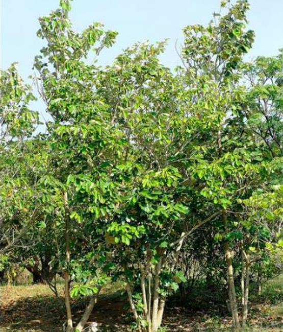 Pterospermum acerifolium - Árvore de karnikara, Árvore Bayur, Dinner Plate Tree - Imagem 8