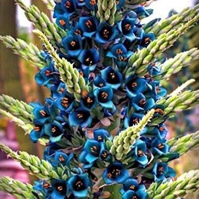 Puya alpestris - Bromélia Torre de Safira, Bromélia Flor Azul Pavão, Bromélia Alpestris