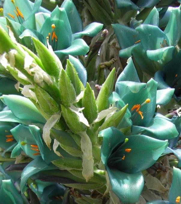 Puya berteroniana (Puya alpestris ssp. zoellneri) - Bromélia Azul Turquesa - Imagem 2