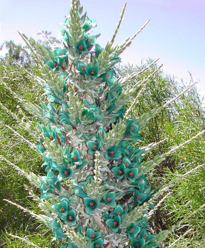 Puya berteroniana (Puya alpestris ssp. zoellneri) - Bromélia Azul Turquesa - Imagem 3