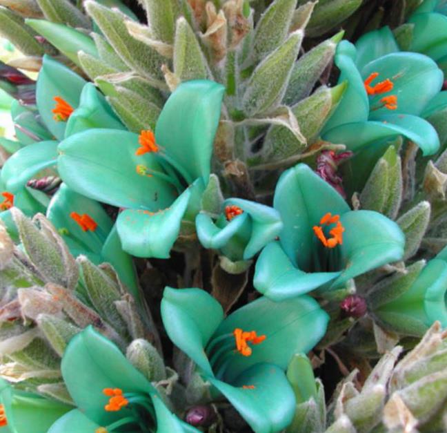 Puya berteroniana (Puya alpestris ssp. zoellneri) - Bromélia Azul Turquesa - Imagem 4