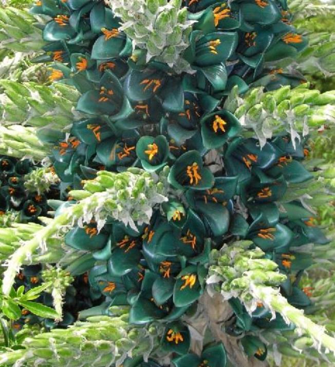 Puya berteroniana (Puya alpestris ssp. zoellneri) - Bromélia Azul Turquesa - Imagem 5