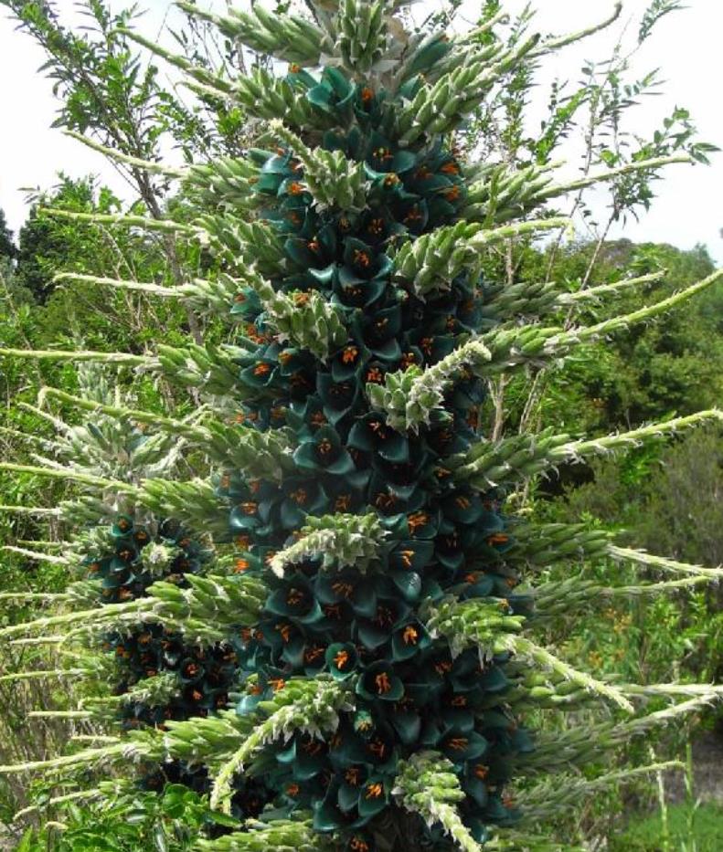 Puya berteroniana (Puya alpestris ssp. zoellneri) - Bromélia Azul Turquesa - Imagem 6
