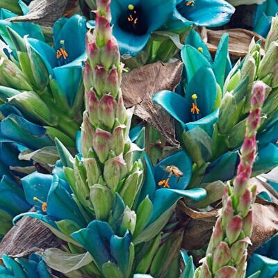 Puya berteroniana (Puya alpestris ssp. zoellneri) - Bromélia Azul Turquesa