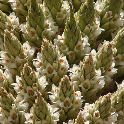 Puya raimondii (maior bromélia do mundo) - Bromélia Gigante, Rainha das Bromélias, Rainha dos Andes