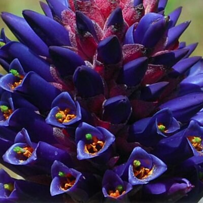 Puya venusta - Bromélia Chagualillo, Chagualillo