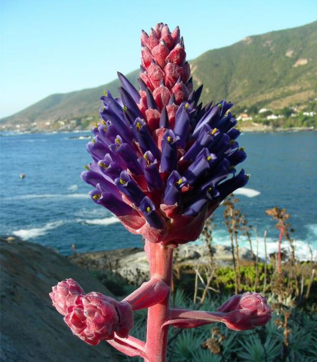 Puya venusta - Bromélia Chagualillo, Chagualillo - Imagem 2