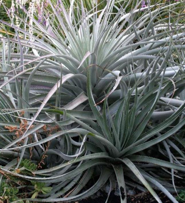Puya venusta - Bromélia Chagualillo, Chagualillo - Imagem 3