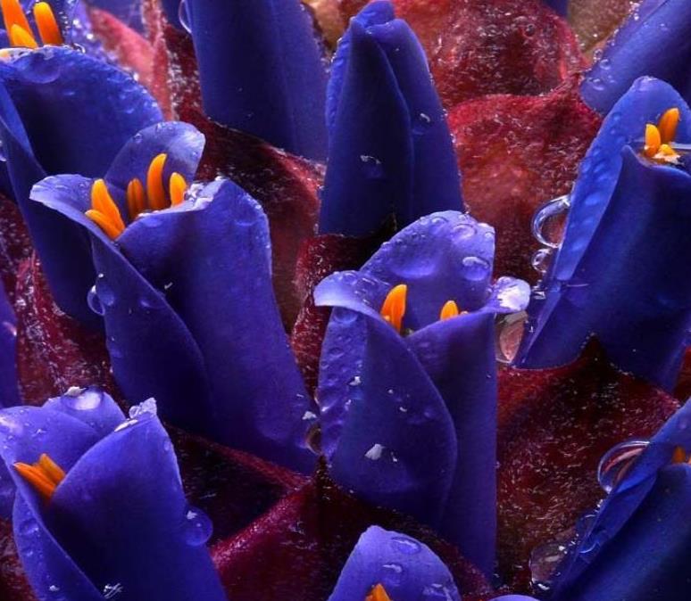 Puya venusta - Bromélia Chagualillo, Chagualillo - Imagem 4