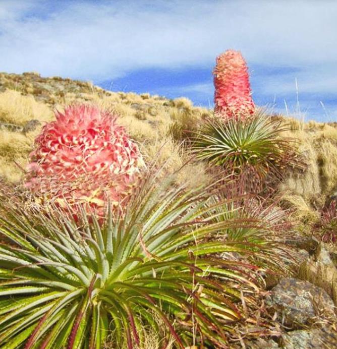 Puya weberiana - Bromélia Lanterna do Deserto, Bromélia Princesa Carmim, Bromélia Princesa Rosa - Imagem 2