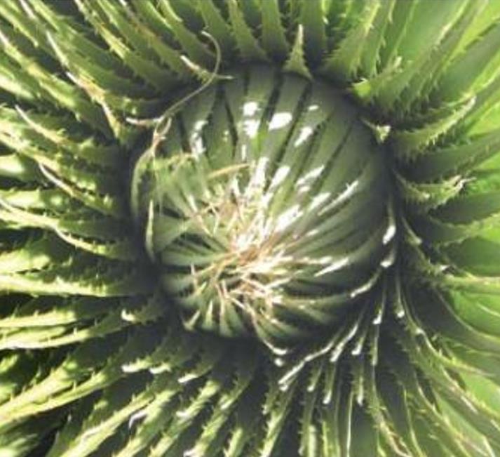 Puya weberiana - Bromélia Lanterna do Deserto, Bromélia Princesa Carmim, Bromélia Princesa Rosa - Imagem 5