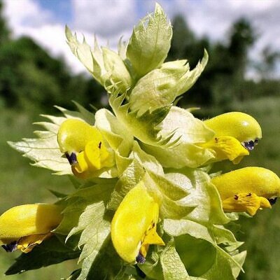 Rhinanthus alectorolophus - Chocalho de Ouro