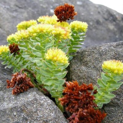 Rhodiola rosea - Raiz de Ouro, Rhodiola, Raiz Dourada, Raiz do Ártico, Roseroot, Golden Root