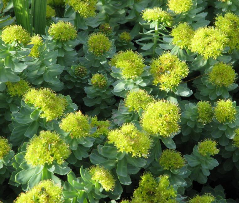 Rhodiola rosea - Raiz de Ouro, Rhodiola, Raiz Dourada, Raiz do Ártico, Roseroot, Golden Root - Imagem 2