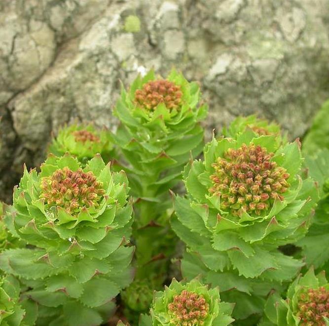 Rhodiola rosea - Raiz de Ouro, Rhodiola, Raiz Dourada, Raiz do Ártico, Roseroot, Golden Root - Imagem 3