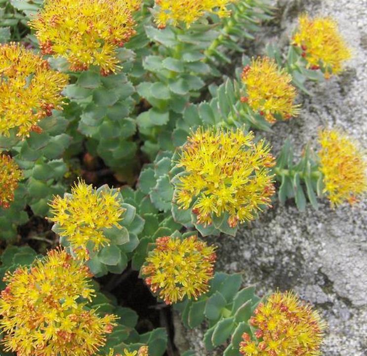 Rhodiola rosea - Raiz de Ouro, Rhodiola, Raiz Dourada, Raiz do Ártico, Roseroot, Golden Root - Imagem 4