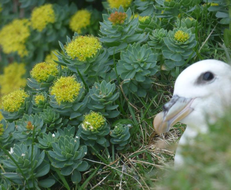 Rhodiola rosea - Raiz de Ouro, Rhodiola, Raiz Dourada, Raiz do Ártico, Roseroot, Golden Root - Imagem 7