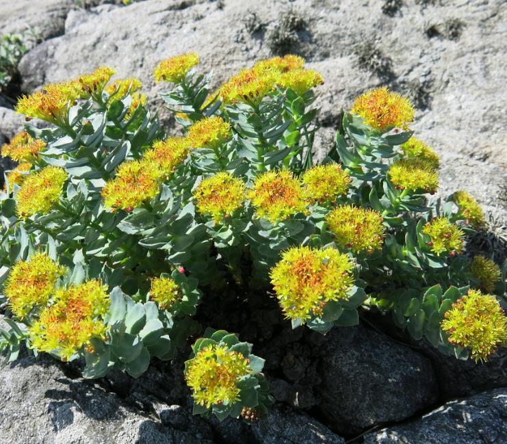 Rhodiola rosea - Raiz de Ouro, Rhodiola, Raiz Dourada, Raiz do Ártico, Roseroot, Golden Root - Imagem 8