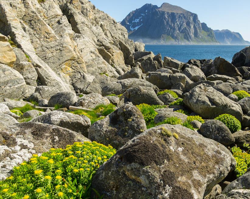 Rhodiola rosea - Raiz de Ouro, Rhodiola, Raiz Dourada, Raiz do Ártico, Roseroot, Golden Root - Imagem 9