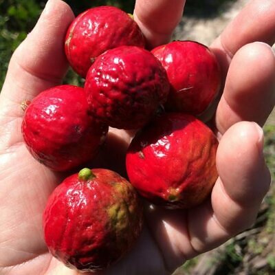 Santalum acuminatum - Sândalo Doce, Quandong Doce do Deserto, Sândalo Australiano, Pêssego Selvagem, D