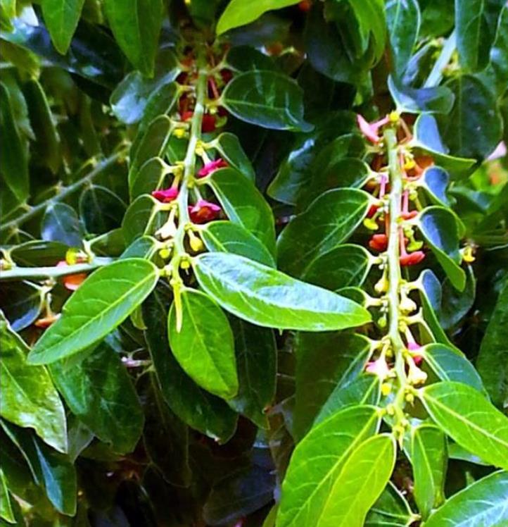 Sauropus androgynus - Groselha estrela, katuk, arbusto folha doce, aspargo tropical, aspargos de folha - Imagem 3