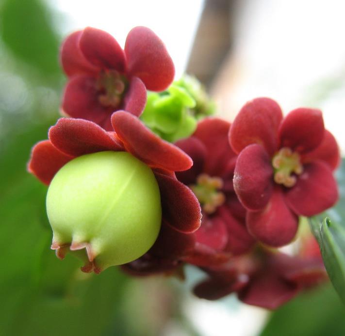 Sauropus androgynus - Groselha estrela, katuk, arbusto folha doce, aspargo tropical, aspargos de folha - Imagem 4