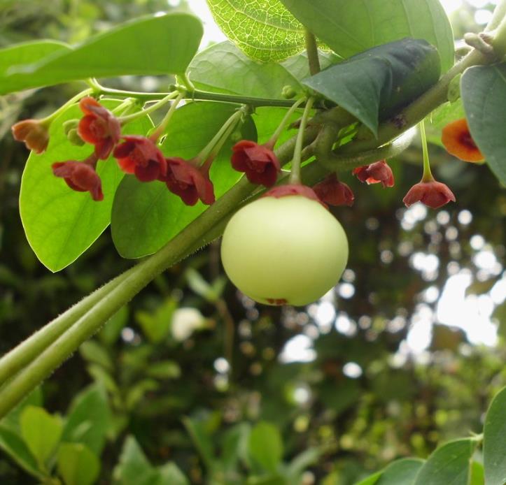 Sauropus androgynus - Groselha estrela, katuk, arbusto folha doce, aspargo tropical, aspargos de folha - Imagem 5