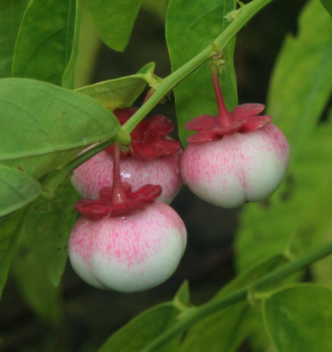 Sauropus androgynus - Groselha estrela, katuk, arbusto folha doce, aspargo tropical, aspargos de folha - Imagem 7