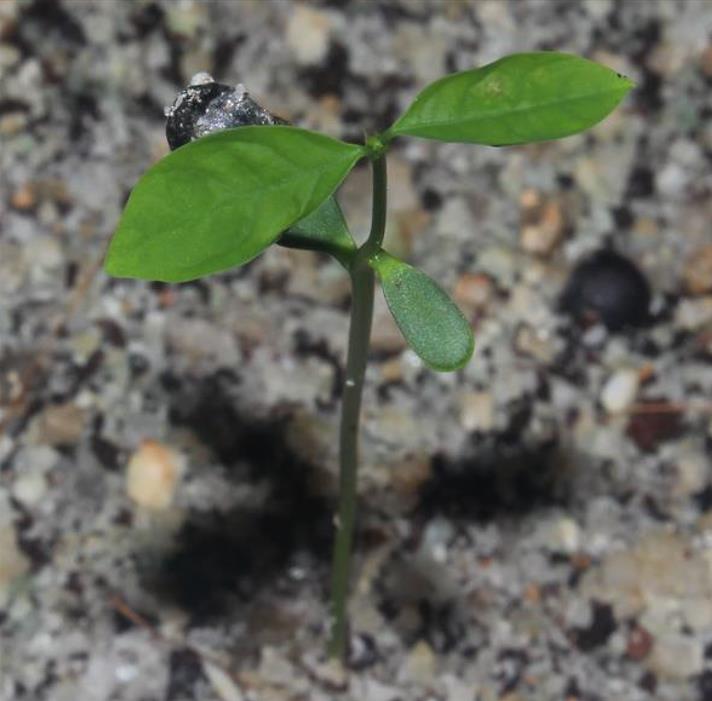 Sauropus androgynus - Groselha estrela, katuk, arbusto folha doce, aspargo tropical, aspargos de folha - Imagem 8