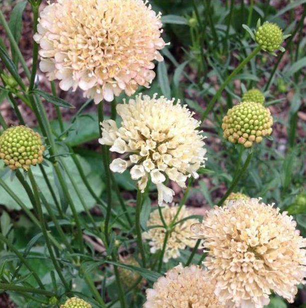 Scabiosa atropurpurea fata Morgana - Doce Escabiosa Creme de Damasco, Escabiosa dos Jardins, Flor da Saudade - Imagem 2