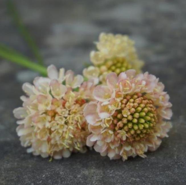 Scabiosa atropurpurea fata Morgana - Doce Escabiosa Creme de Damasco, Escabiosa dos Jardins, Flor da Saudade - Imagem 3