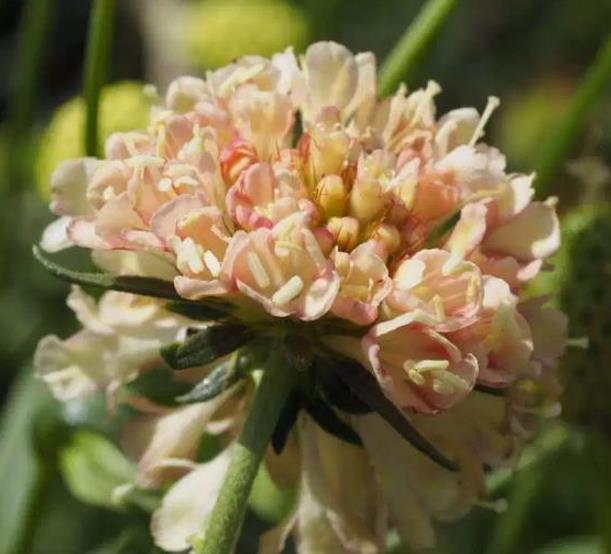 Scabiosa atropurpurea fata Morgana - Doce Escabiosa Creme de Damasco, Escabiosa dos Jardins, Flor da Saudade - Imagem 4