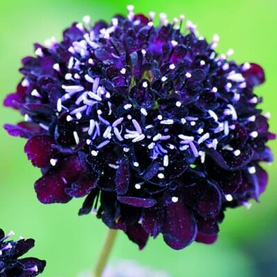 Scabiosa atropurpurea Florist Dark Blue - Flor da Saudade, Doce escabiosa, Escabiosa dos Jardins (Azul Escuro)