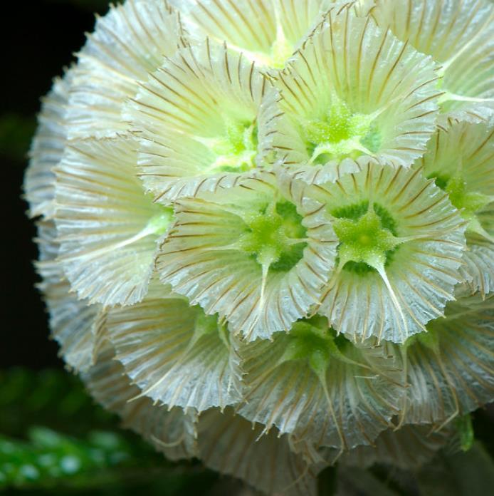 Scabiosa stellata - Escabiosa Flor Lua de Papel, Escabiosa Flor das Estrelas, Ping Pong Starflower - Imagem 2